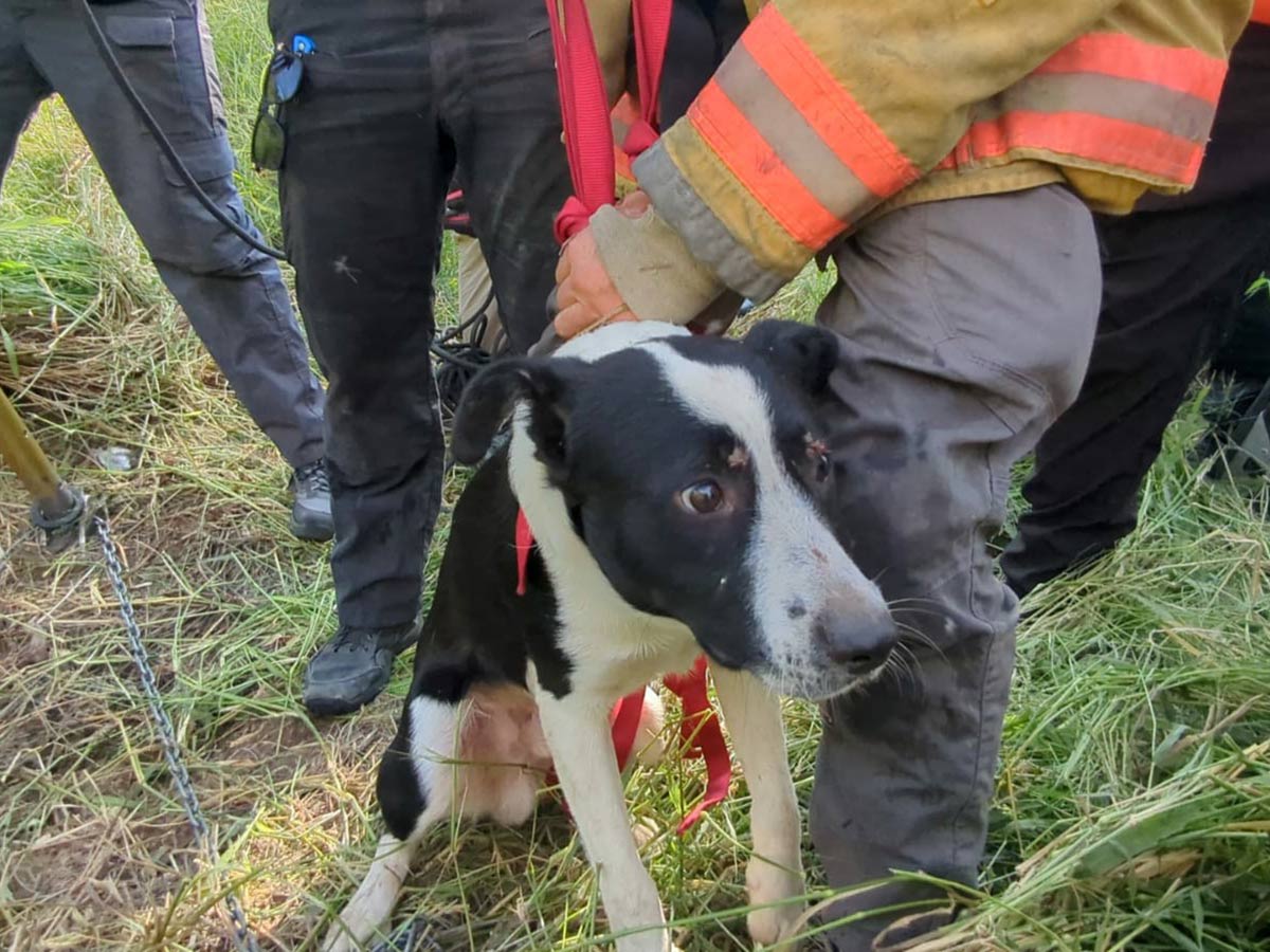 "Triunfo de la solidaridad: heroicismo salvador para un pequeño héroe atrapado en el abismo"